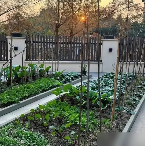 大彩配资 46岁殷桃的院子又火了，仅凭一个菜园就圈粉千万，网友：真接地气